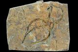 Detailed Ordovician Brittle Star (Ophiura) - Morocco #89219-1